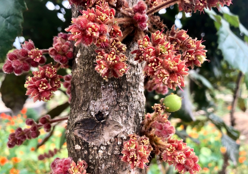 Flavours of the Land: Exploring Australian Herbs and Spices